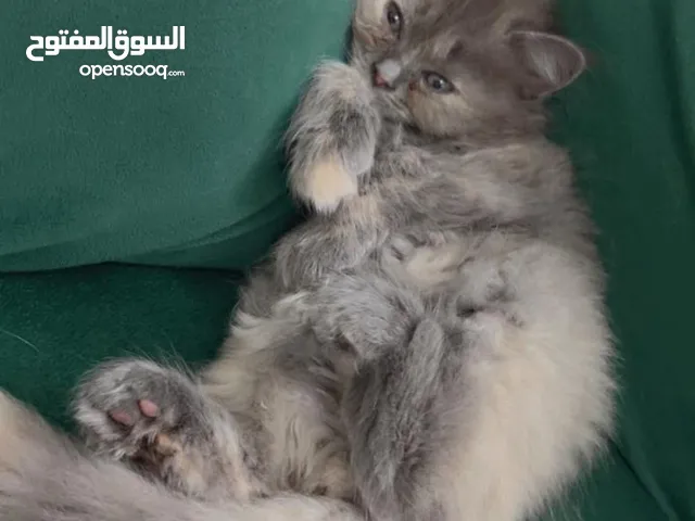 قطط للتبني .العمر شهر ,نوع همالايا