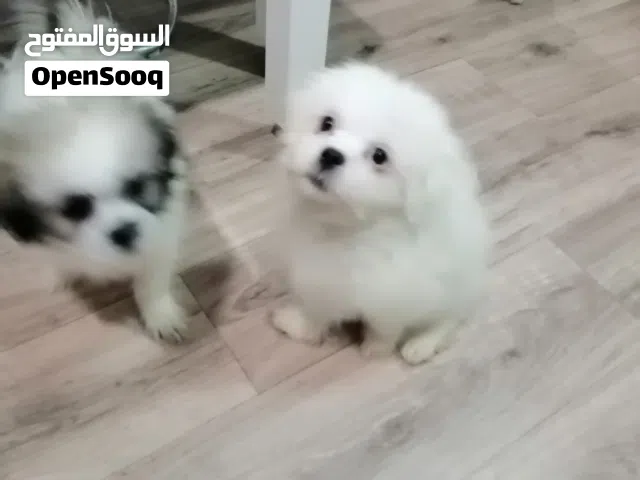 كلاب للبيع بعمر 60 يوم