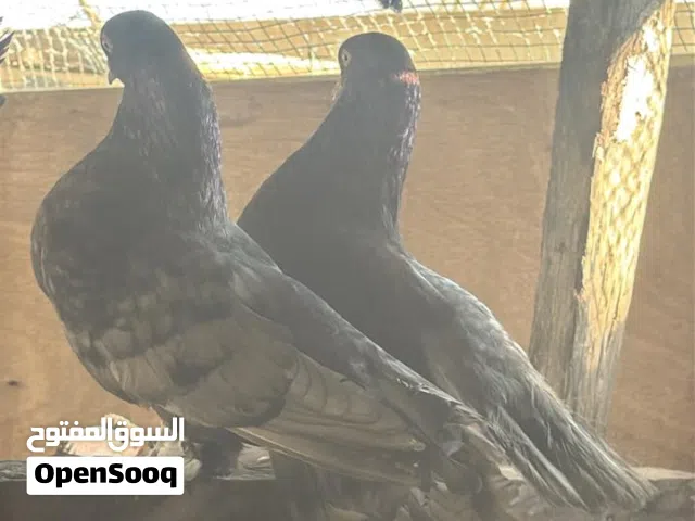 للبيع زوج روسي هزاز مطلوب فيهم 15ريال ازوج منتج ميه بالميه