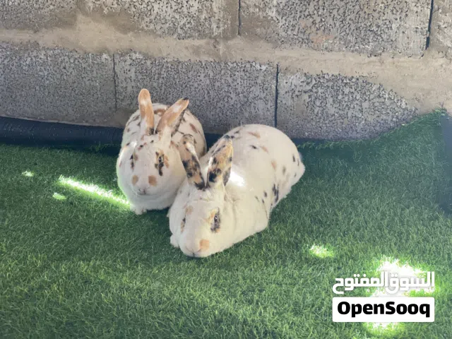 4كوبيات بيع كاش وحواله