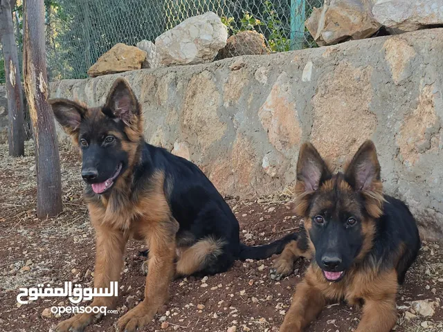 متوفر جوز جيرمن شيبرد شولاين مستوى عالي للبيع