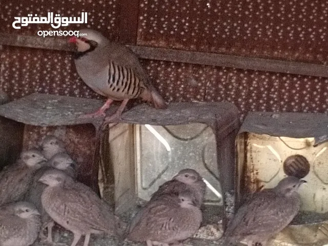 متاح في السلط