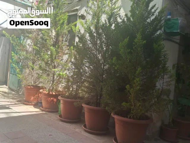 خمس شجرات جولد ستار ايطالي