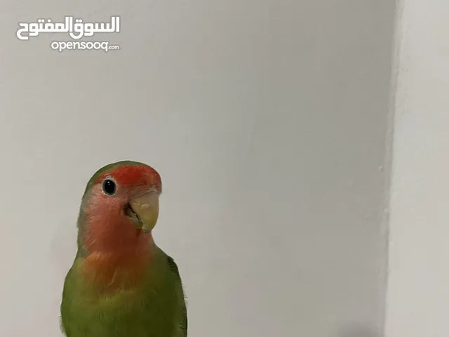روز ذكر للبيع لونه برتقالي و اخضر بصحه جيده صغير و البف و منقاره مقصوص و ايضاً اجنحته و أظافره