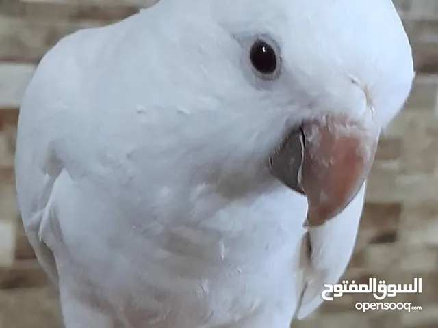 فحل كويكر أبيض البينو متكلم حجل مربي أردني عين حمراء