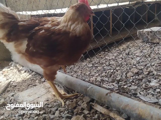 ديك الهمان الفرنسي البيور