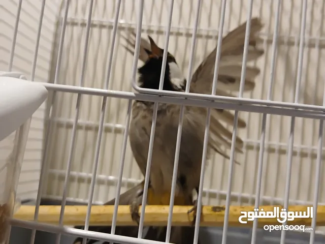بلبل عراقي