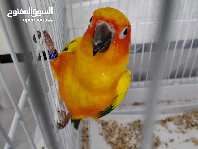 ببغاء الصن كنيور يوقف على الكتف
