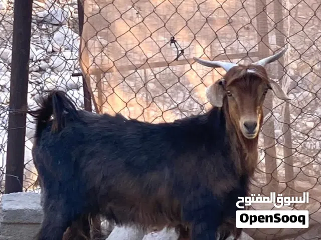 تيس محقوص عمره سنه ونصف