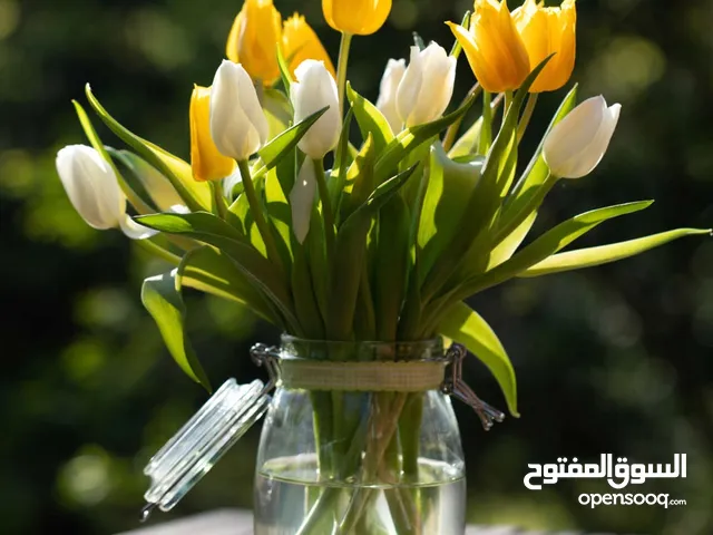 Residential Land for Rent in Zarqa Hay Al Hussain