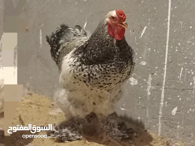 دجاج البراهما العملاق عمر 7 شهور