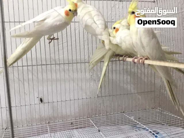 موجود ثلاثة ازواج لتينو عيون حمراء البيع المجموعه مع بعض 75 الزوج 25