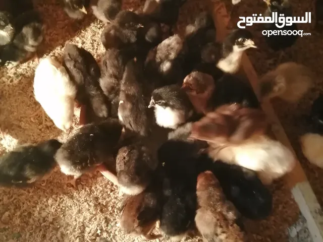 صيصان دجاج بلدي