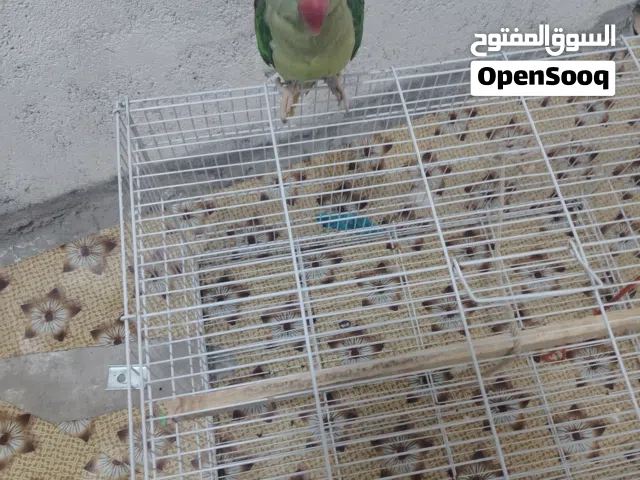 بقبقا للبيع