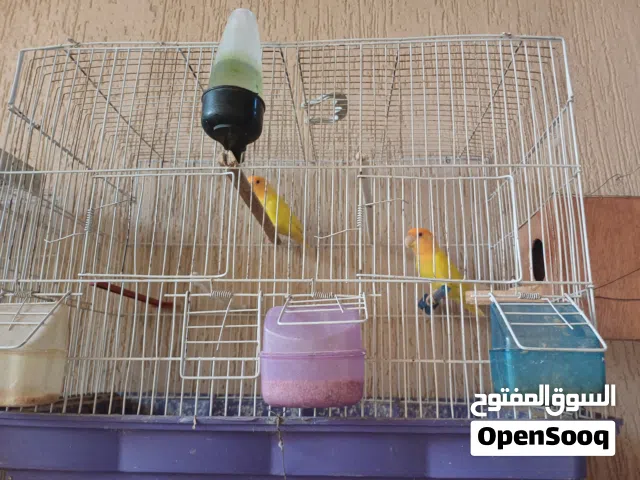 كوبيه اورنج اقرأ الوصف