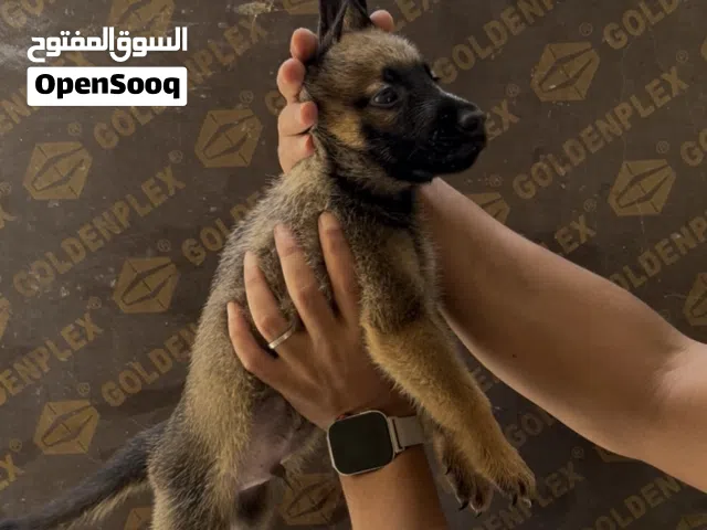 Belgian malinois