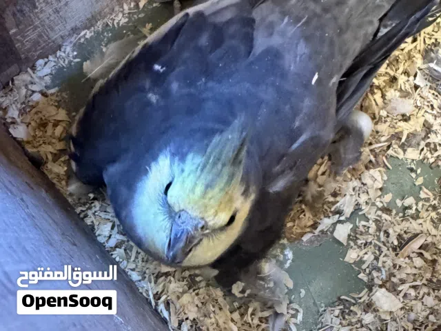 كوبيه كوكتيل