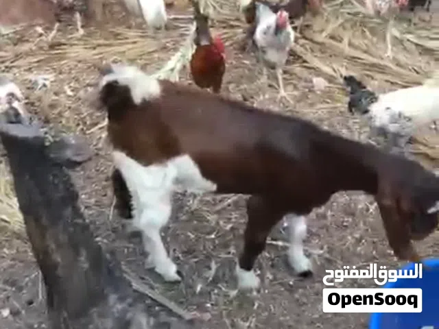 جدي عربي للبيع العمر في 8 اشهور تقريبا
