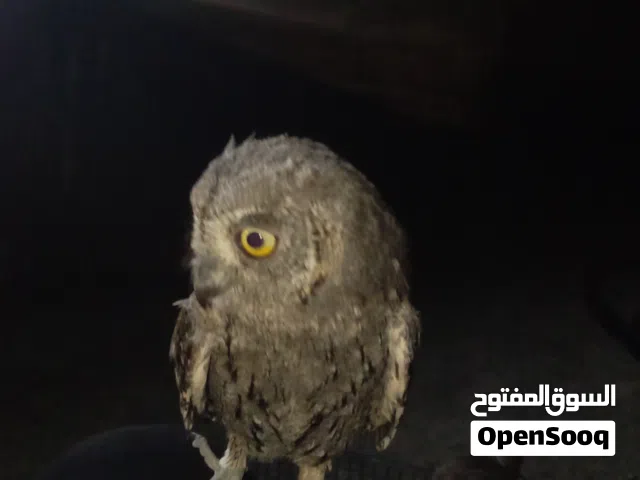 فراخ بومه أوروبيه أو بومه الشجر