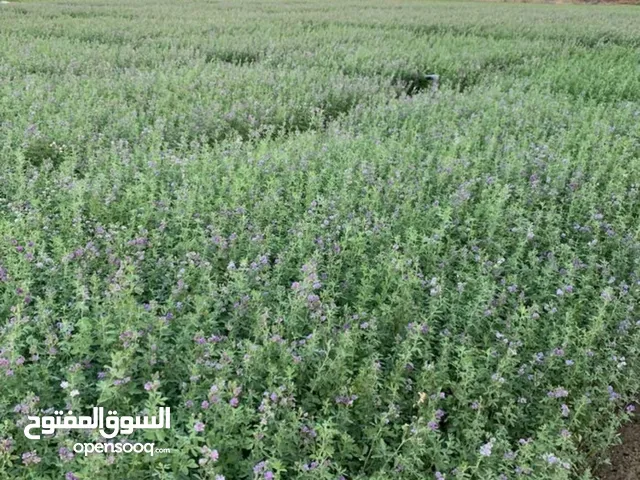 مطلوب حشايش للأغنام شوف الوصف