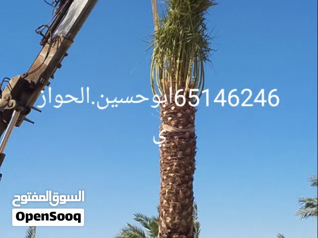 زراع الحوازي ابوحسين الكعبي شيل وزراع النخل بيع أنواع النخيل تكريب و تنظيف شيل وزراع النخل