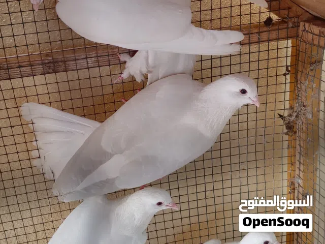 بيع حمام زينة ابيض جميل