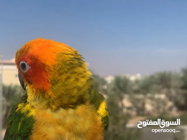 ببغاء فرخ صن كنيور مع جميع ملحقاته لون مميز