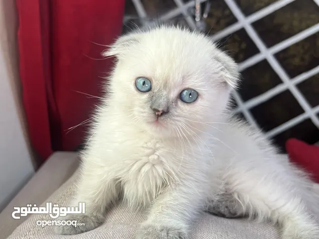 سكوتش فولد الييع