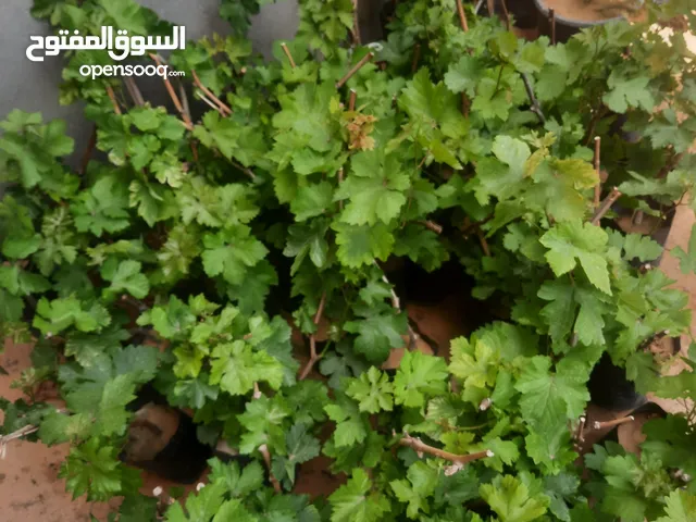 شتل عنب اقراء الوصف