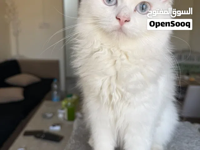 White Angora Female Cat  5 Months Old  Vaccinated  Blue Eyes