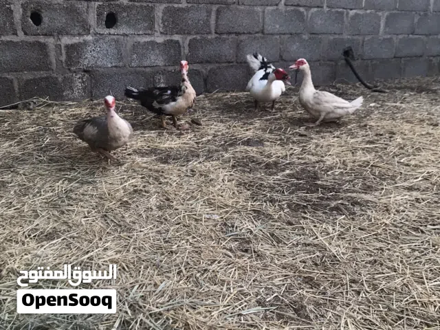 للبيع بط مصري منتج