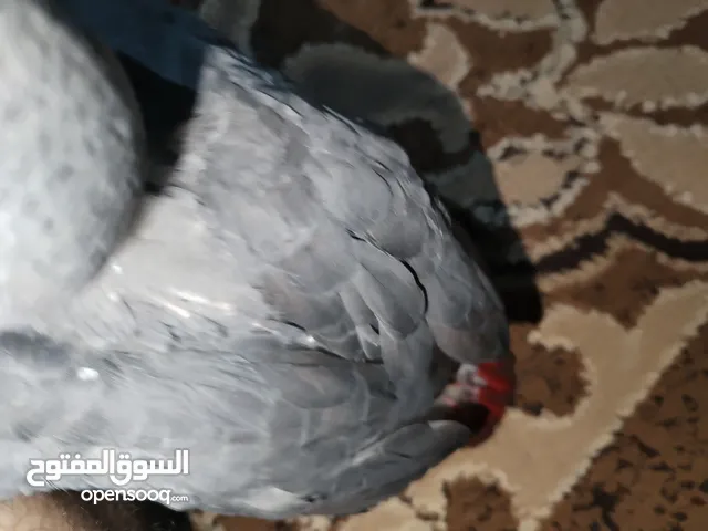 فرخ ببغاء كاسكو سوبر جامبو