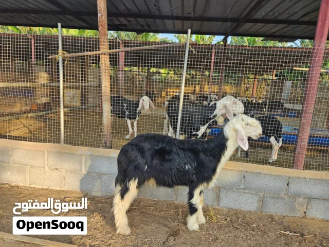 كبش نجدي اصلي بدون تهجين العمر 4 شهور لحد 5 شهور