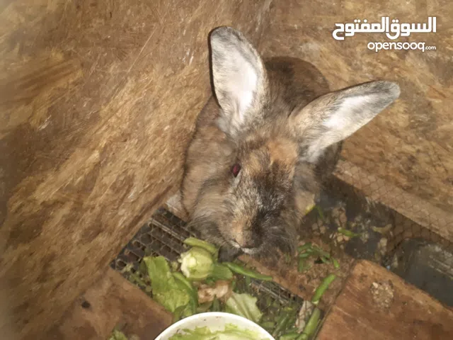 ارانب للبيع اقرا الوصف