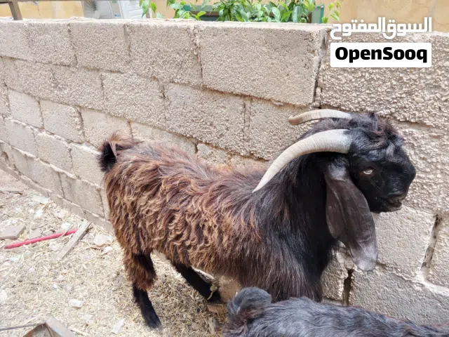 جدي بلدي بسم الله ماشالله