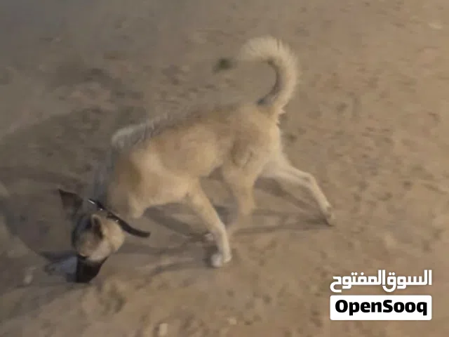 للبيع 4 كلاب للحراسه 7 شهور