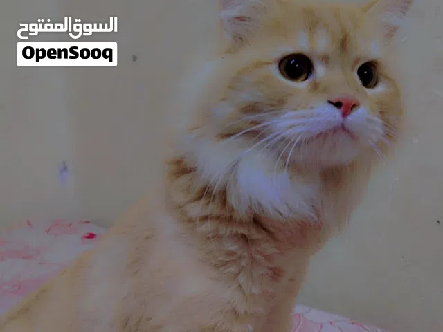 قط   لطيف و جميل