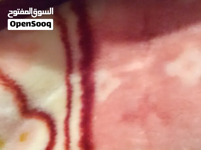 حرام مجوز ثقيل للبيع