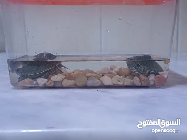 للبيع سلاحف برمائية بصحة جيدة