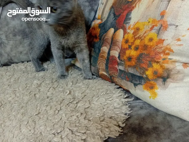 قطه جميله و معلمه