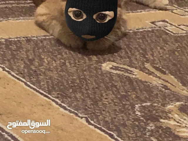 بسه للبيع معاه دفتر مطاعيم