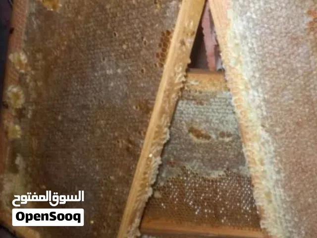 عسل سدر و زعتر حر درجة اولى ارفع وين يعجبك