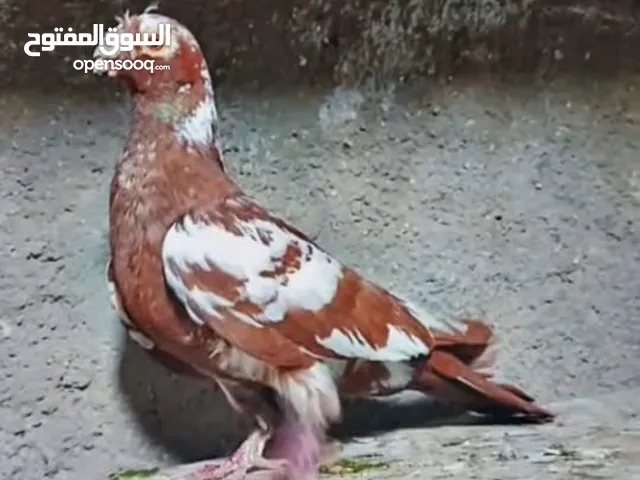 فراخ وفحلين