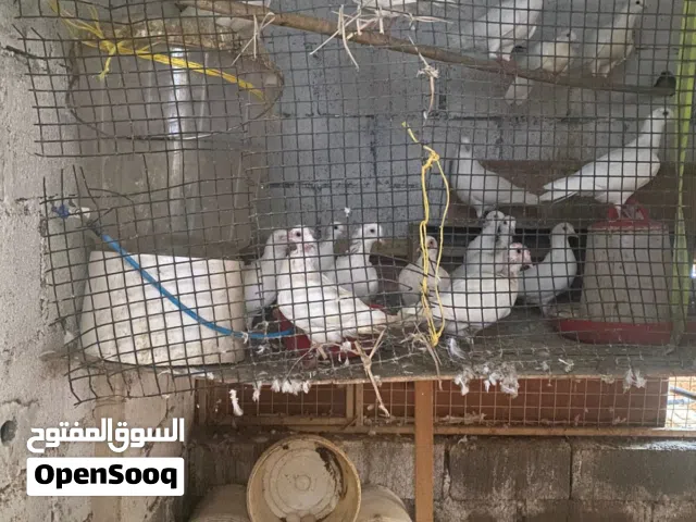 للبيع حمام أبيض