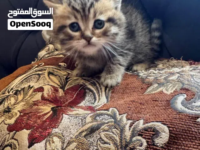قطط سكوتش فولد