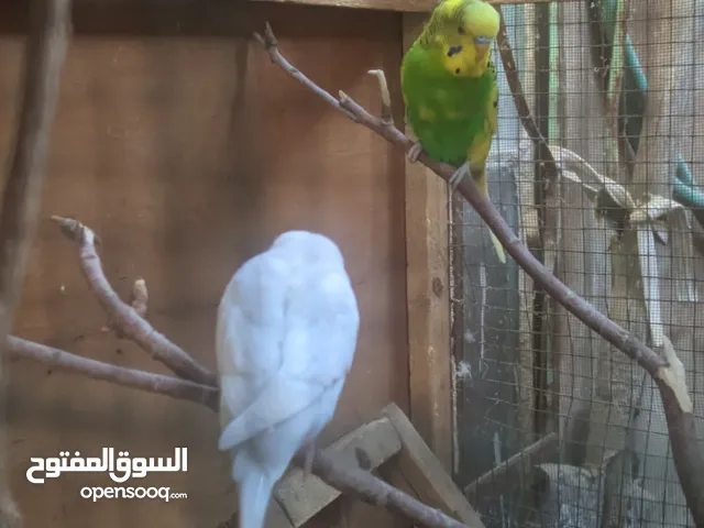 زوج فحله طيور حب للبيع او مراوس