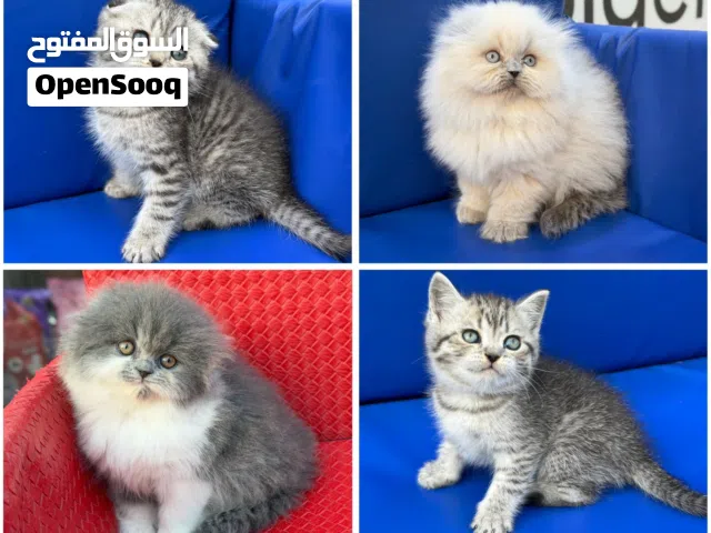 ماشاء الله سكوتش تفولد  او سلفر  ومونتشكين مقزمين شوف الوصف