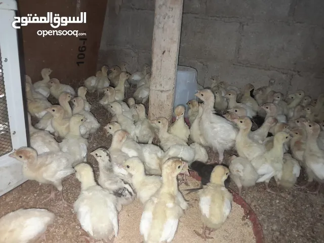 صيصان حبش للبيع