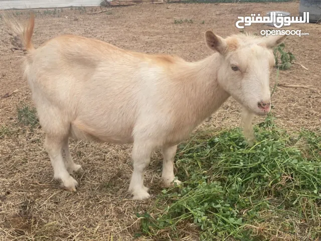 معزه شيكيه بصحه جيده