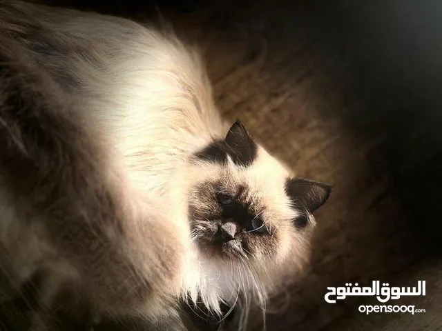 عرض قط هملايا للبيع
